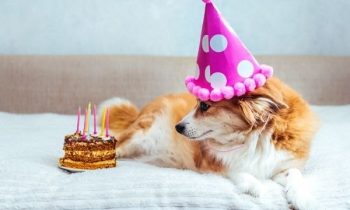 Dog wearing birthday hat in front of homemade dog treat.